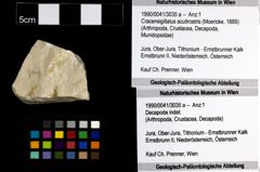 Foto (Objekt + Etiketten) von Cracensigillatus acutirostris (Moericke, 1889)